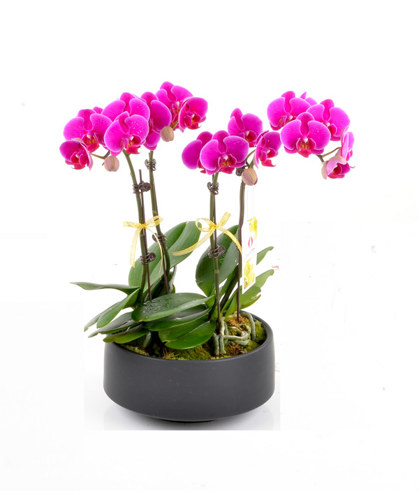 Mini Orchids