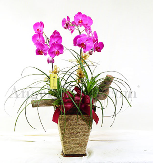 purple orchids