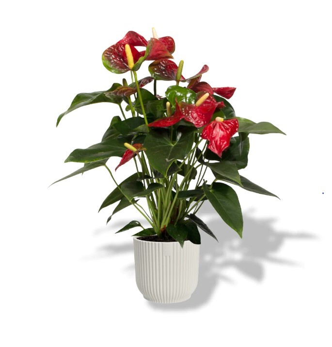 Anthurium Red