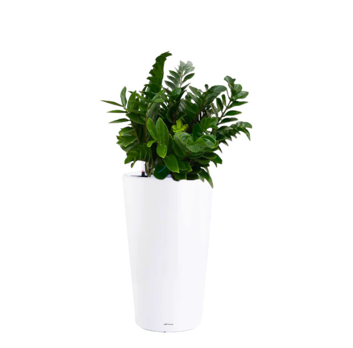 Zamioculcas zamiifolia ZZ Plant-tall