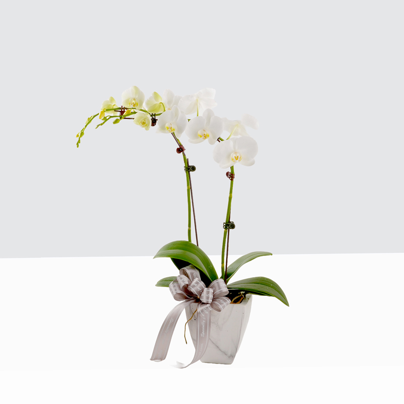 Phalaenopsis-Mini White