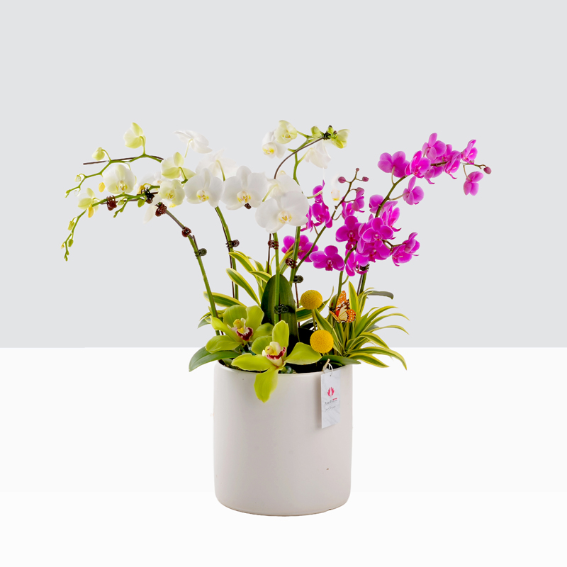 Phalaenopsis-White and Purple