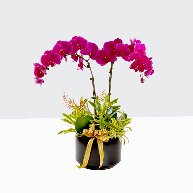 Phalaenopsis-Purple(Big)