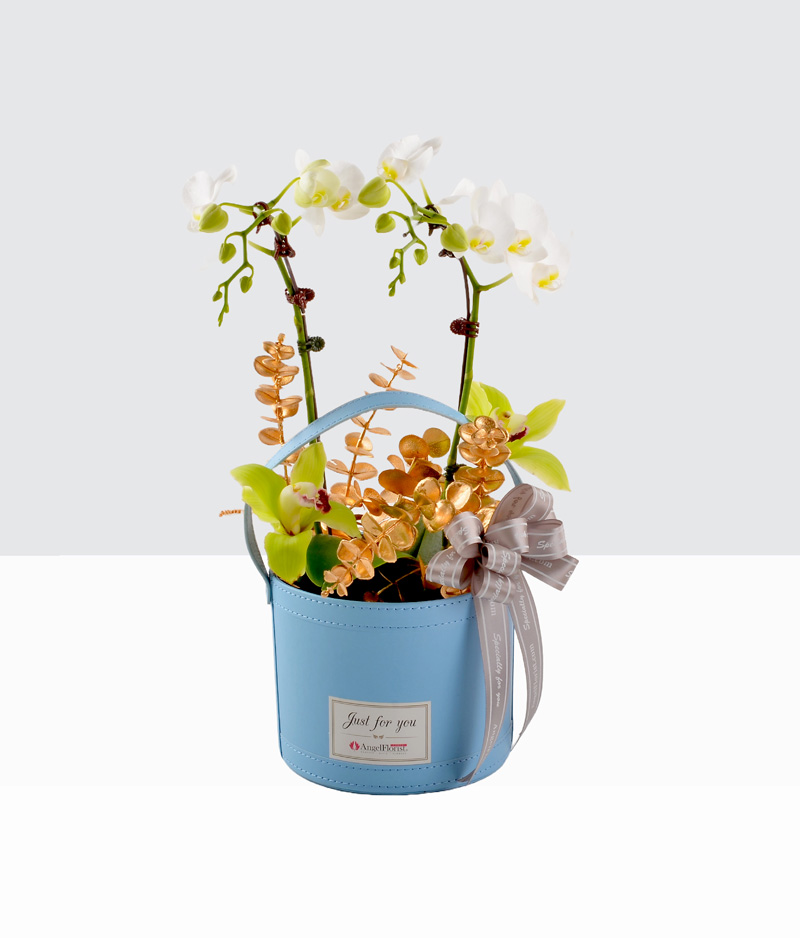 Phalaenopsis-White Mini-2