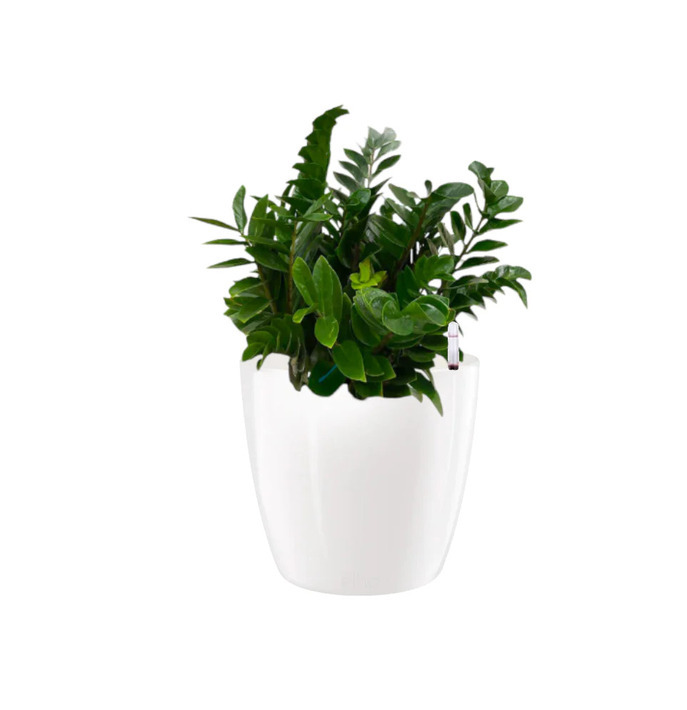 Zamioculcas zamiifolia ZZ Plant