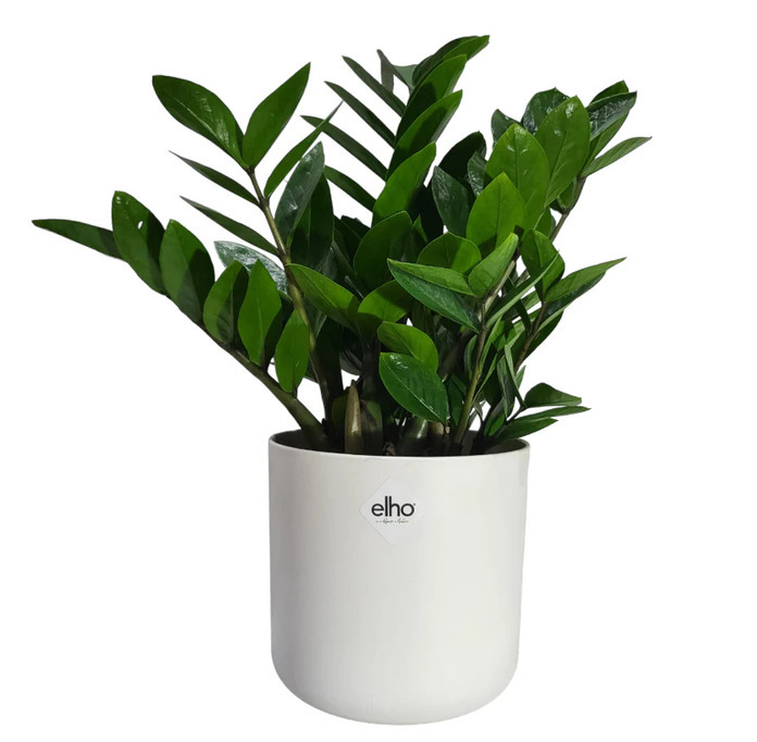 Zamioculcas zamiifolia ZZ Plant-0.4m