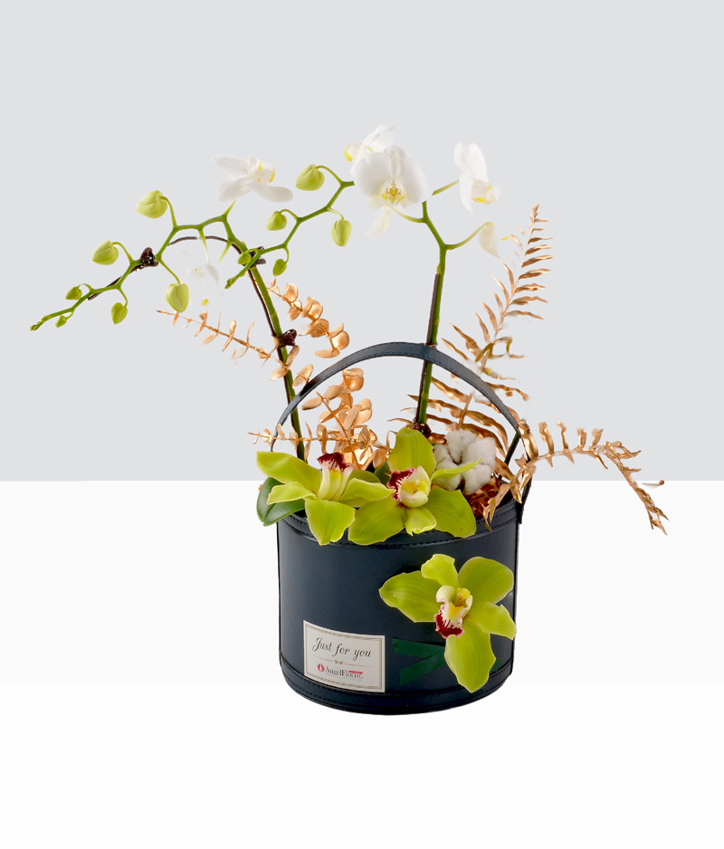 Phalaenopsis-White Mini