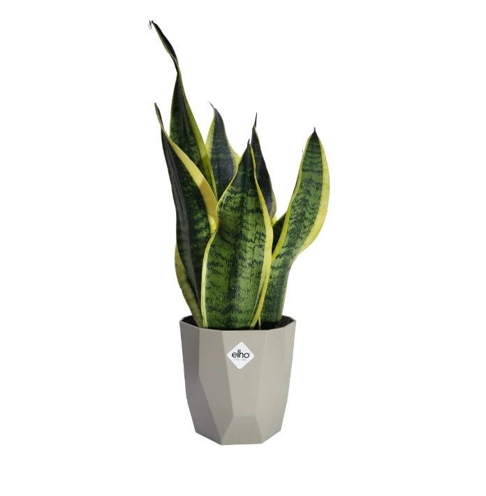 Snake Plant