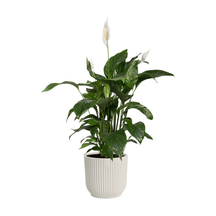 Peace Lily