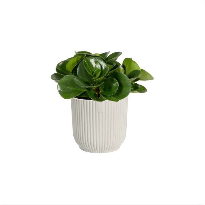 Peperomia obtusifolia