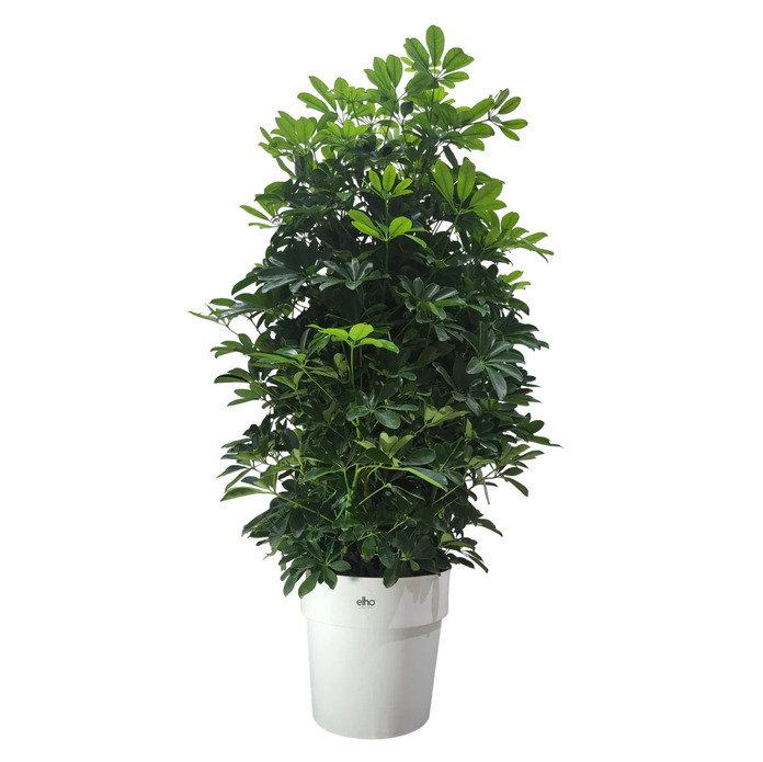 Schefflera Tree