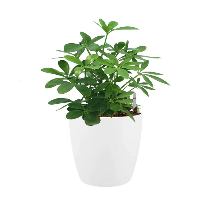 Schefflera Green