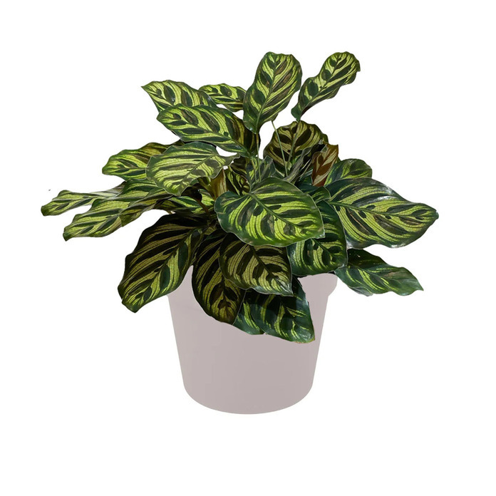 Calathea makoyana