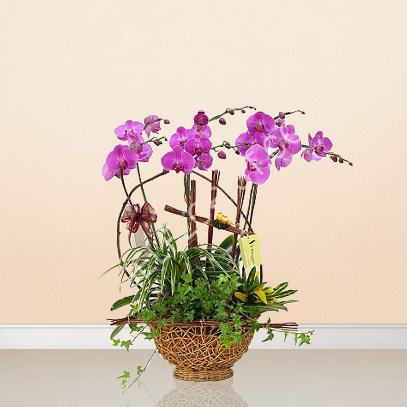 Congratulation Flowers: Butterfly(6)