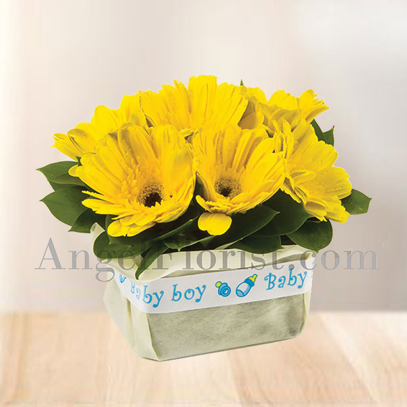 Sunshine Baby (Available as add on only)