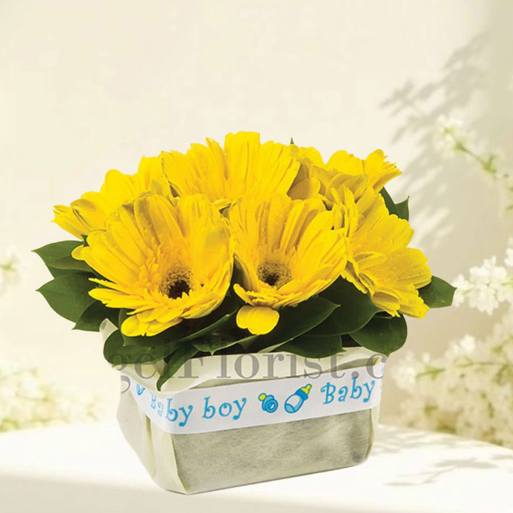 Sunshine Baby (Available as add on only)